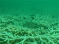 اولین گزارش از سفید شدگی مرجان¬های شاخ گوزنی(Acropora sp.) در جزیره هندورابی