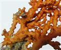 مشاهده یک گونه جدید مرجان در آبهای خلیج فارس